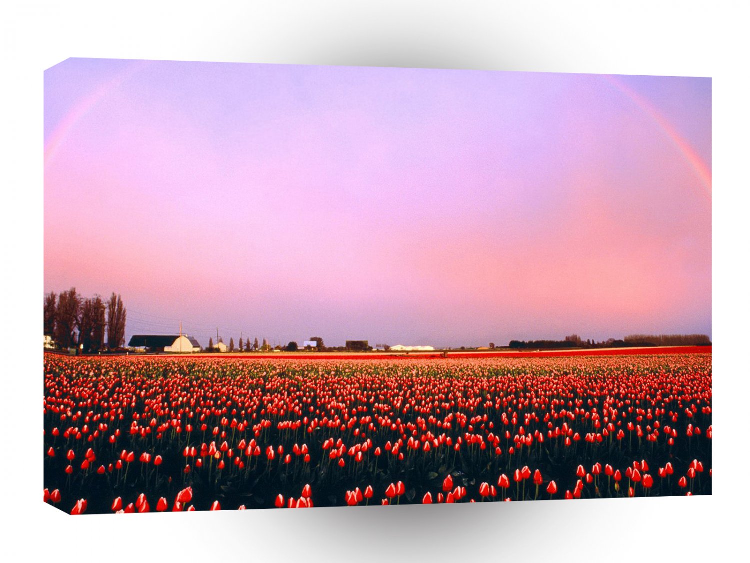 Rainbow Tulip Fields Washington A1 XLarge Canvas