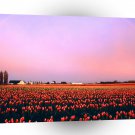 Rainbow Tulip Fields Washington A1 XLarge Canvas