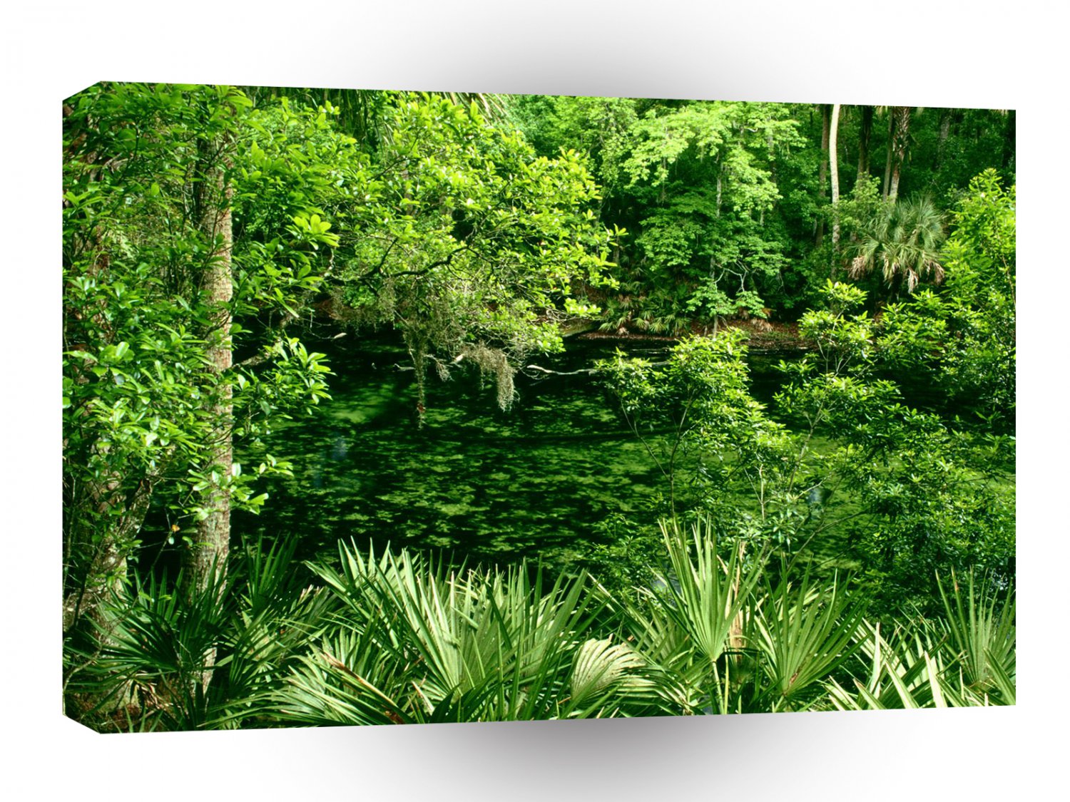 River Blue Spring Florida A1 XLarge Canvas