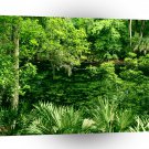 River Blue Spring Florida A1 XLarge Canvas