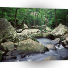 River Cedar Petit Jean Arkansas A1 XLarge Canvas