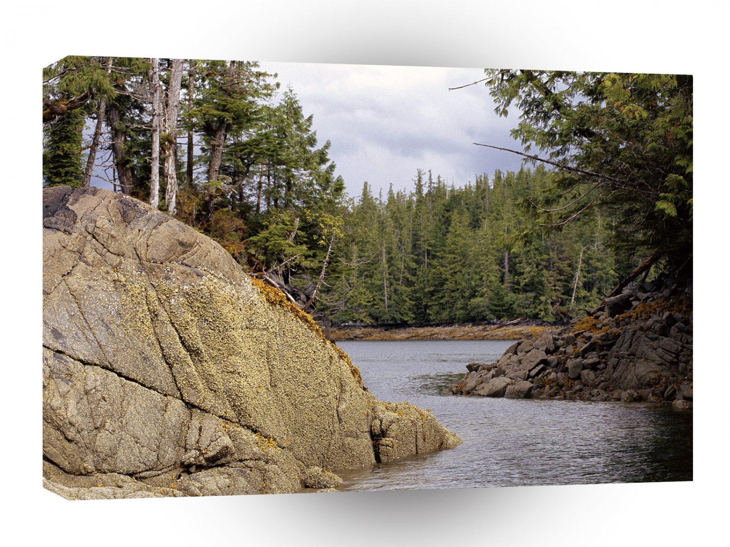 River Channel Temperate Rain Forest Canada A1 XLarge Canvas