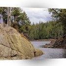 River Channel Temperate Rain Forest Canada A1 XLarge Canvas