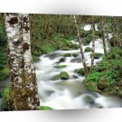River Deltaalders Siskiyou Forest Oregon A1 XLarge Canvas