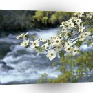 River Dogwood Tree Blooms Yosemite A1 XLarge Canvas