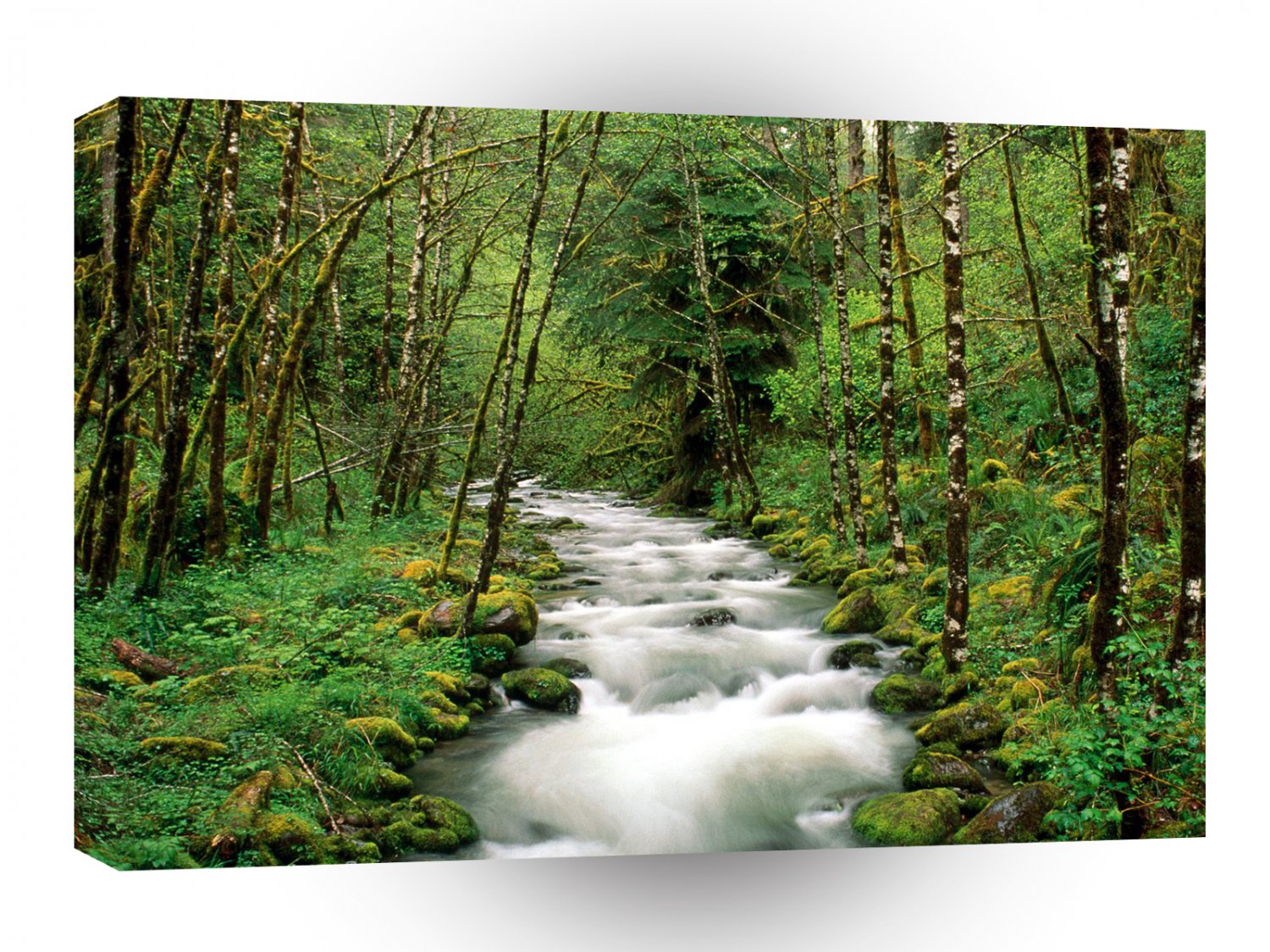 River Mckenzie Willamette Forest Oregon A1 XLarge Canvas