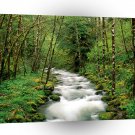 River Mckenzie Willamette Forest Oregon A1 XLarge Canvas