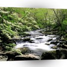 River Middle Prongdogwoods Smoky Tennesse A1 XLarge Canvas
