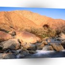 River Palm Borrego Palm Canyon San Ysidro A1 XLarge Canvas