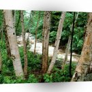 River Paper Birch White New Hampshire A1 XLarge Canvas