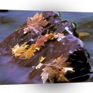 River Red Reef Skokomish Olympic A1 XLarge Canvas