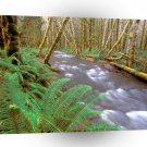 River Running Wild Hughes Olympic A1 XLarge Canvas