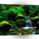 River Steep Ravine Mount Tamalpais A1 XLarge Canvas
