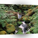 River Watson Umpqua Forest Oregon A1 XLarge Canvas