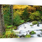 River Willamette Forest In Autumn Oregon A1 XLarge Canvas