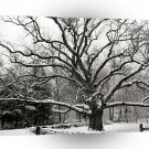 Scene Bedford Oak New York A1 XLarge Canvas