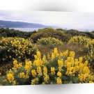 Scene Butter Lupine State Reserve California A1 XLarge Canvas