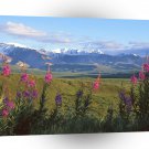 Scene Fireweed And Larkspur Denali Alaska A1 XLarge Canvas
