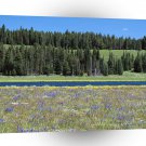 Scene Pelican Creek Yellowstone Wyoming A1 XLarge Canvas