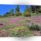 Scene Springtime Sierra Foothills California A1 XLarge Canvas