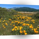 Scene Yellow Brick Road California Poppies A1 XLarge Canvas