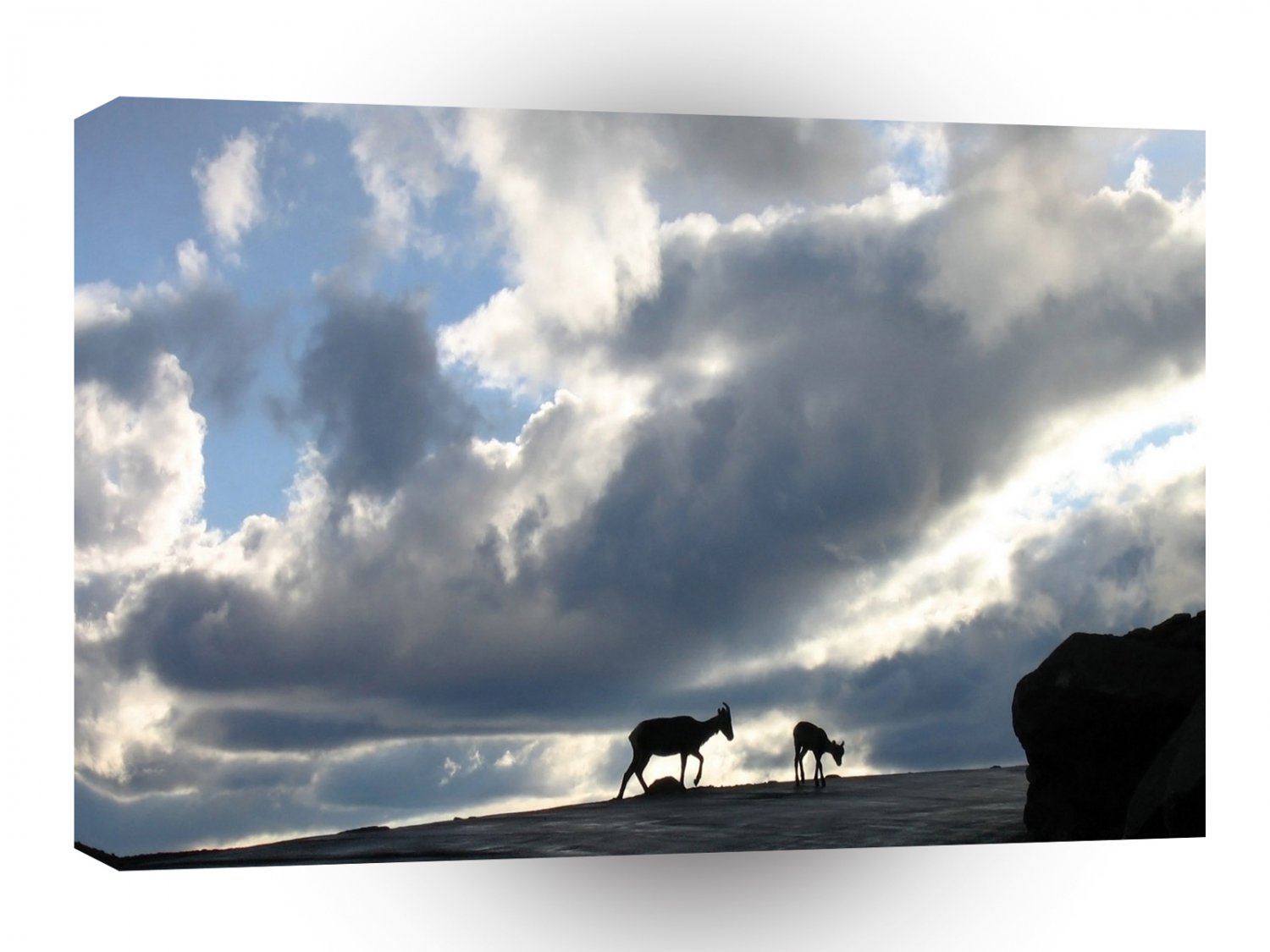 Sky Cloudy Grazing A1 XLarge Canvas
