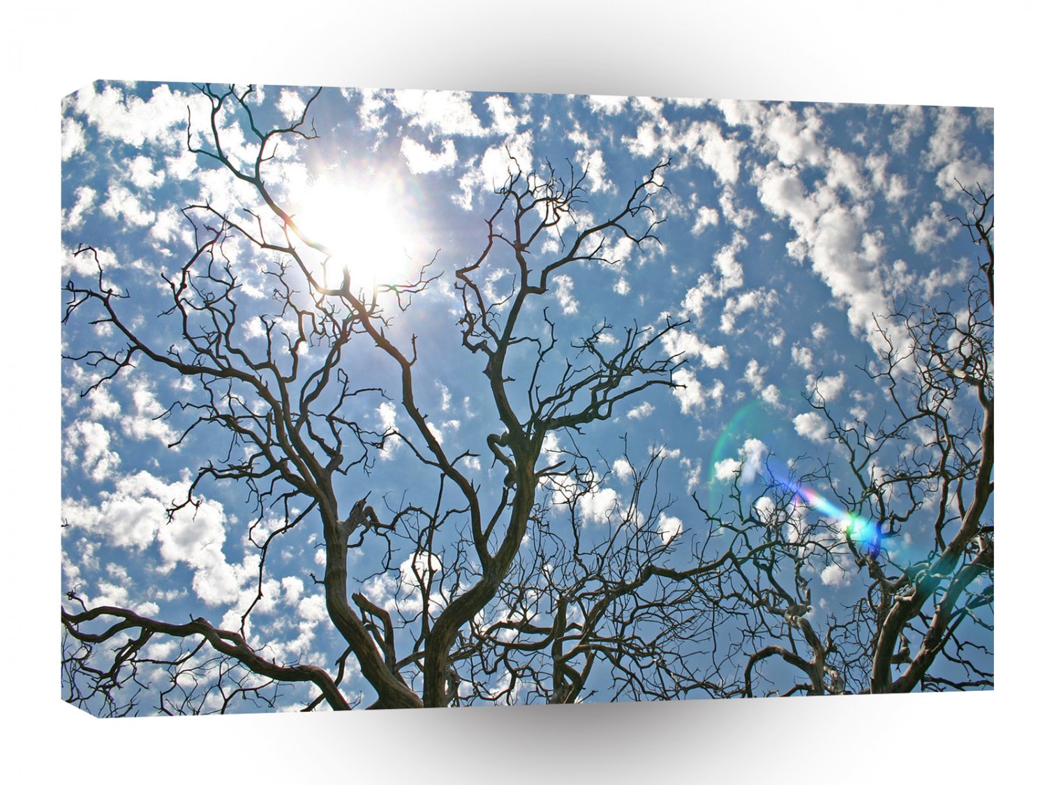 Sky Dead Tree Illuminations A1 XLarge Canvas