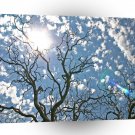 Sky Dead Tree Illuminations A1 XLarge Canvas