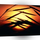 Sky Dewy Meadow Sunrise Oakland Michigan A1 XLarge Canvas