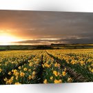 Sky Field Of Dreams A1 XLarge Canvas