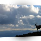 Sky Goats Paradise A1 XLarge Canvas