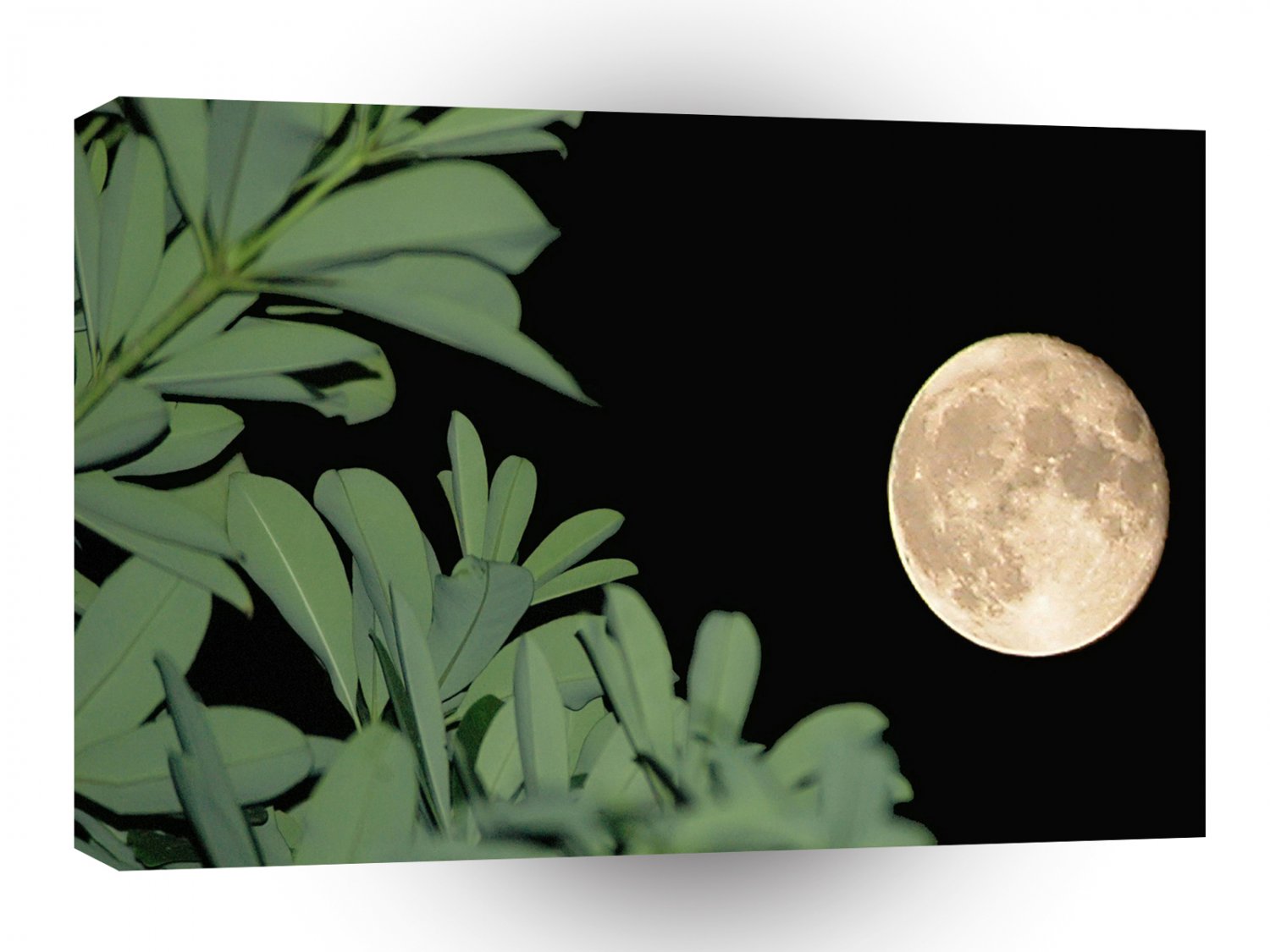 Sky Greener Glow A1 XLarge Canvas
