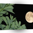 Sky Greener Glow A1 XLarge Canvas