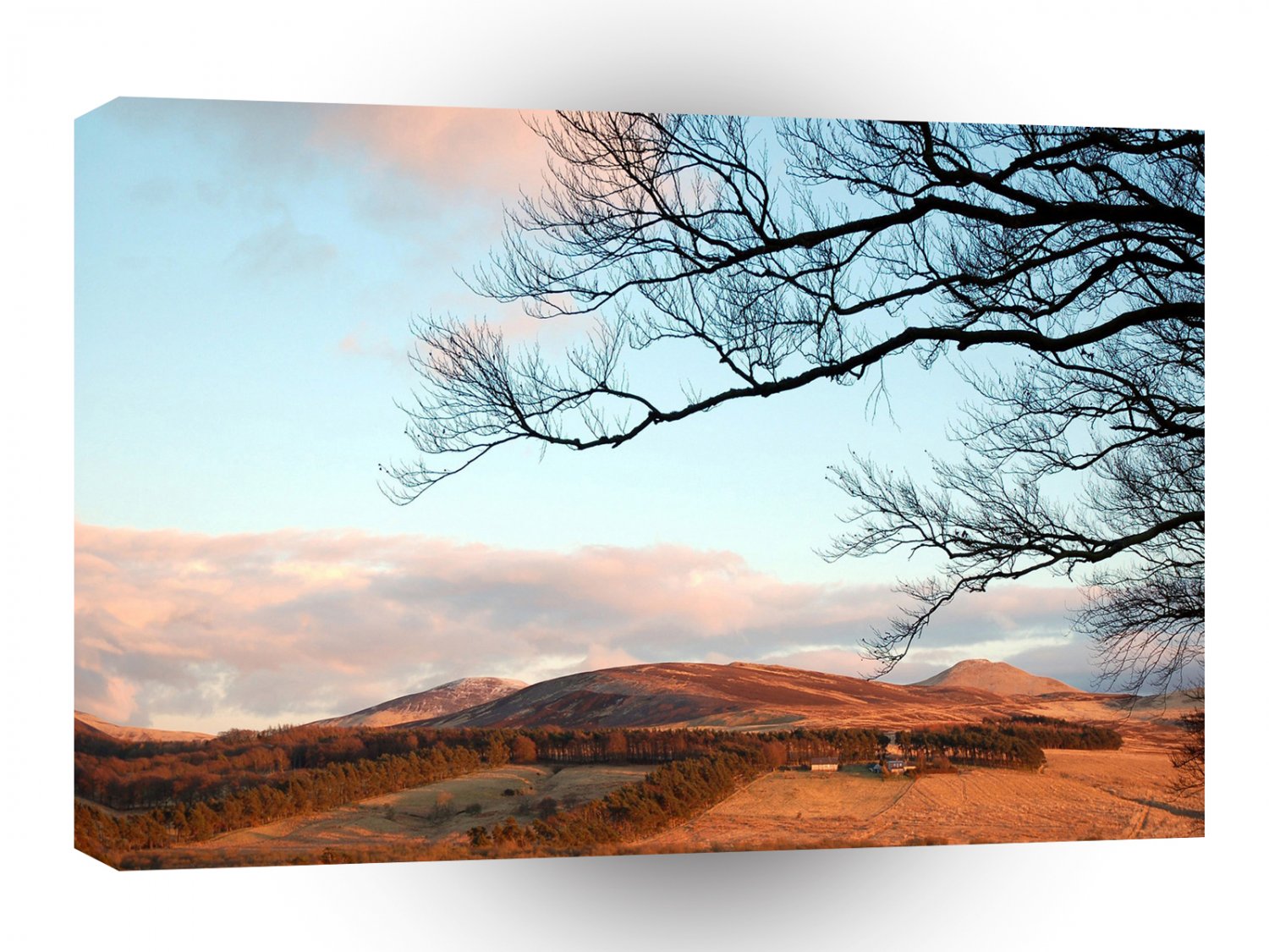 Sky Highland Tree A1 XLarge Canvas