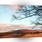 Sky Highland Tree A1 XLarge Canvas