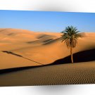 Sky Loney Palm Sahara A1 XLarge Canvas