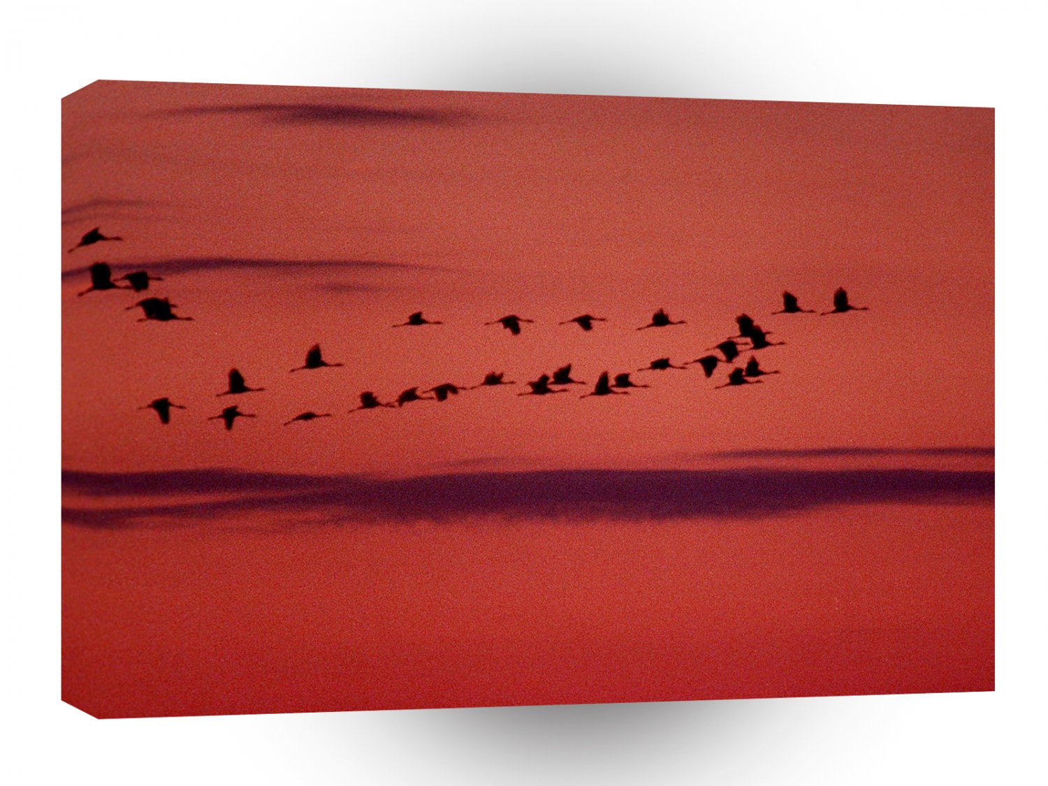 Sky Pigeon Sunset A1 XLarge Canvas