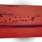 Sky Pigeon Sunset A1 XLarge Canvas