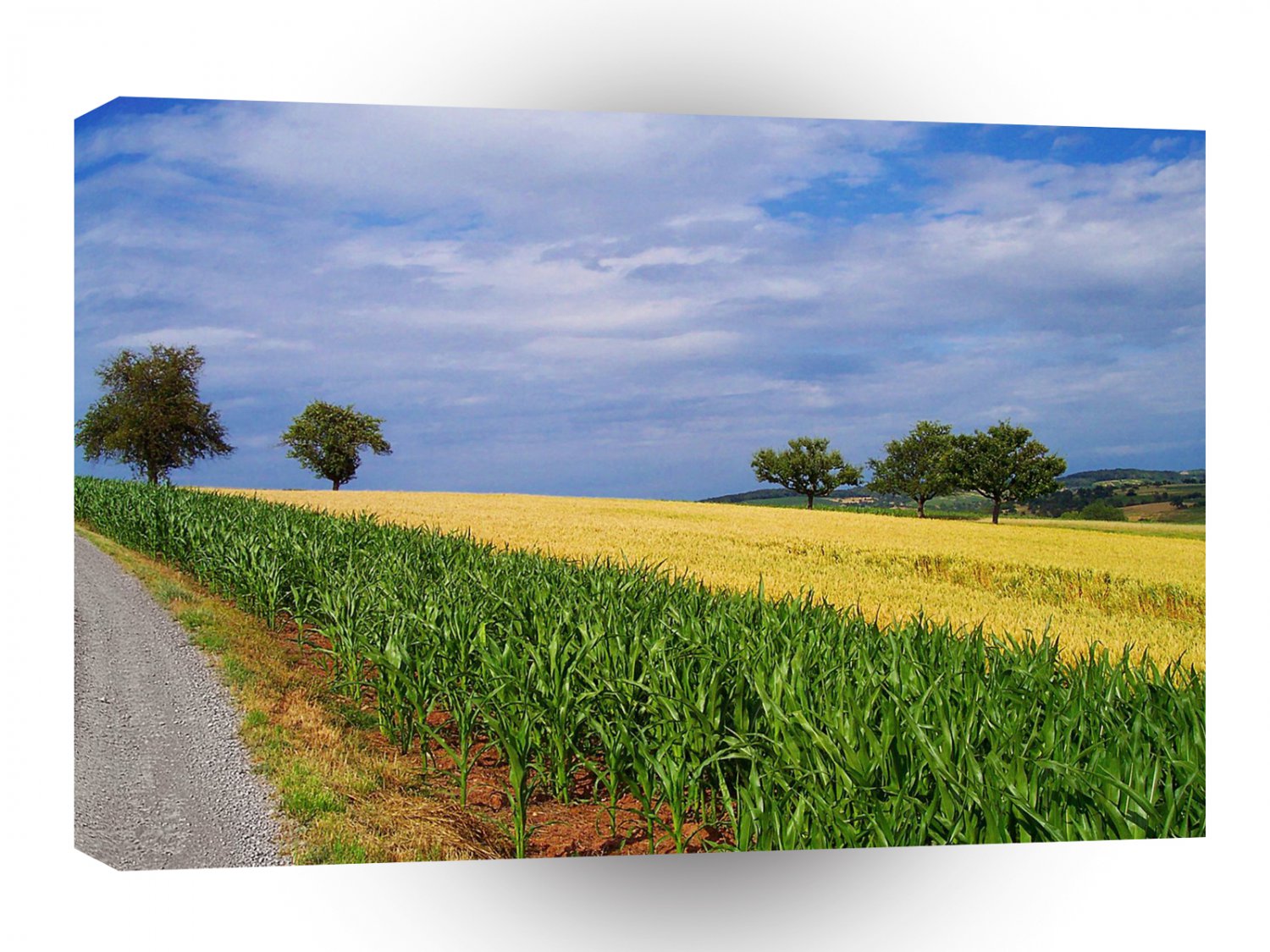 Sky Summer Fields A1 XLarge Canvas
