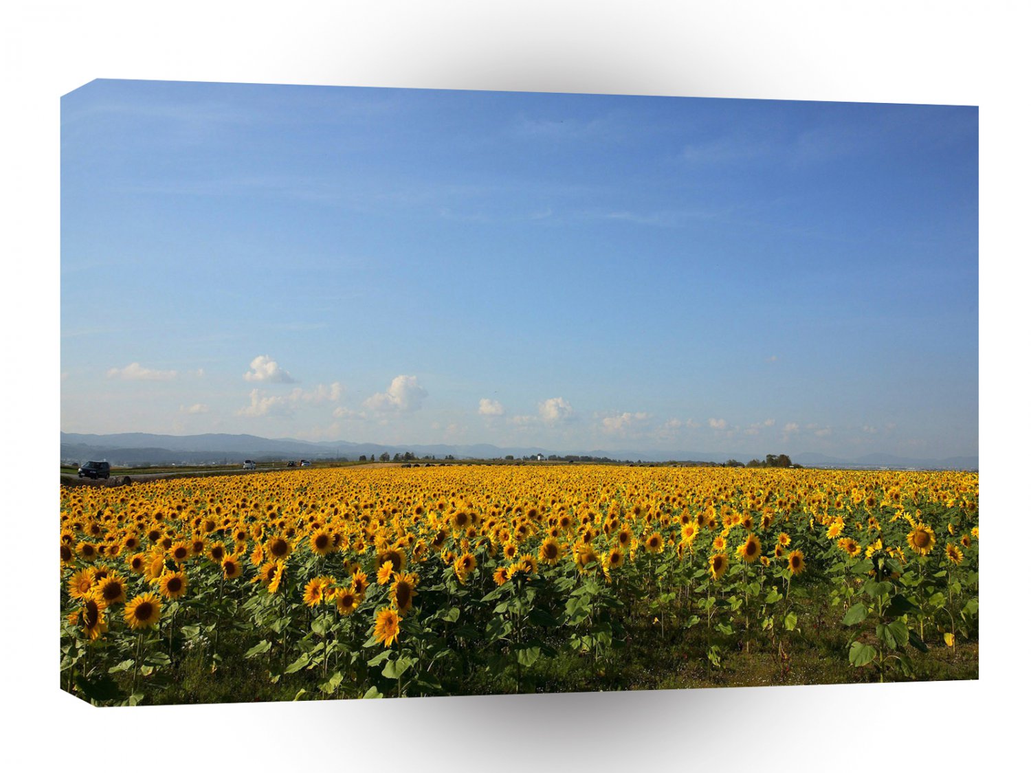 Sky Sunflower Night A1 XLarge Canvas