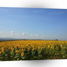 Sky Sunflower Night A1 XLarge Canvas