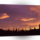 Sunrise Boreal Forest Alaska A1 XLarge Canvas