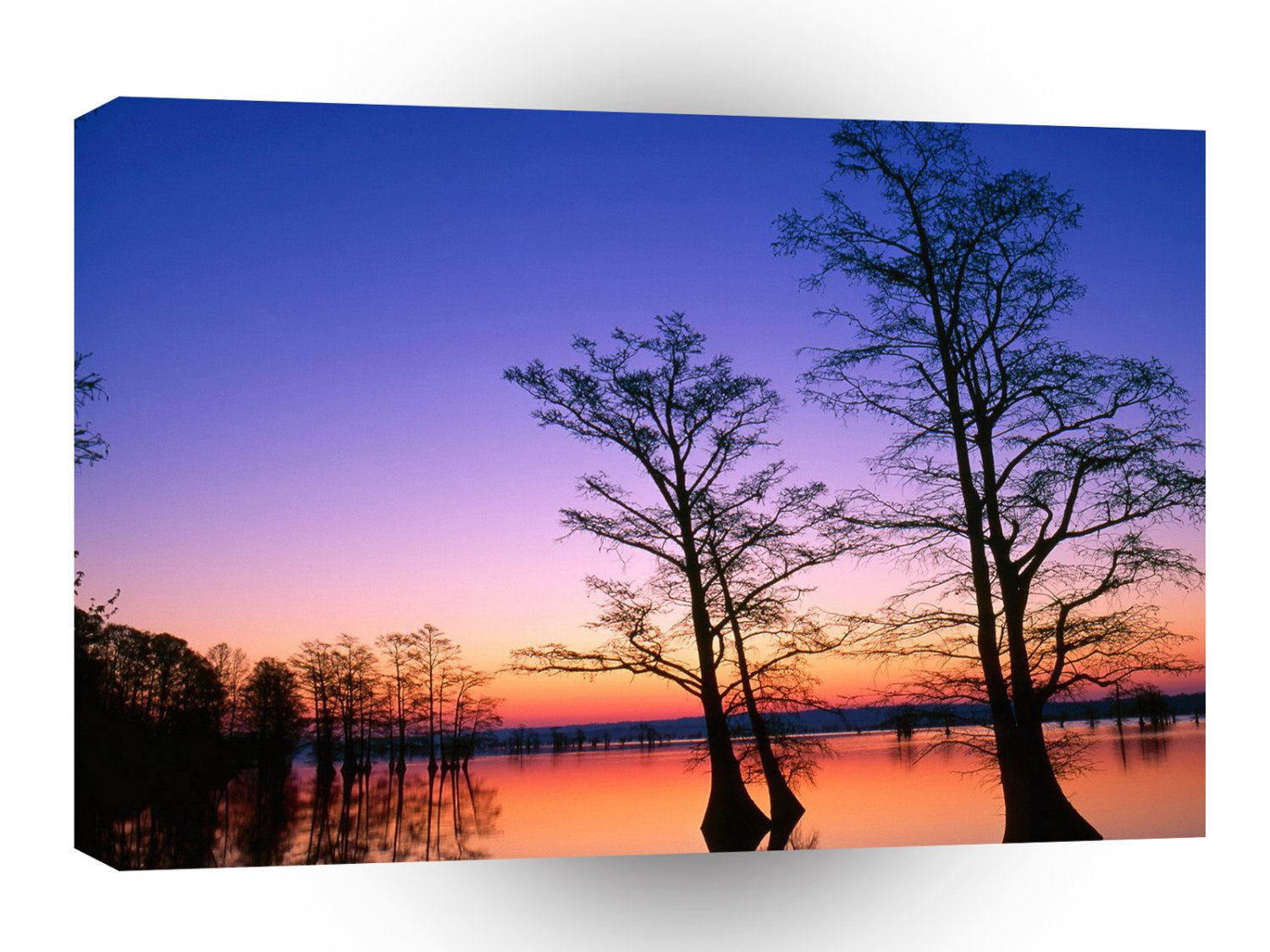 Sunrise Cypress Trees A1 XLarge Canvas