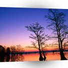 Sunrise Cypress Trees A1 XLarge Canvas