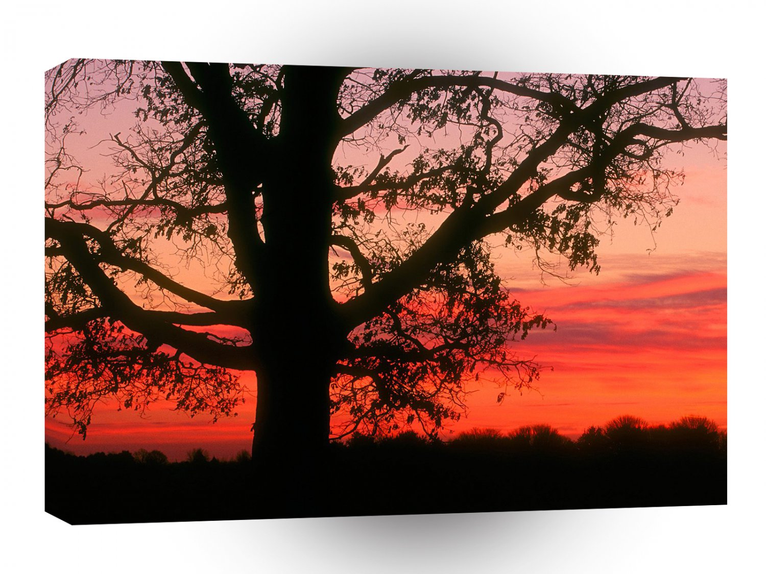 Sunrise Oak Tree Dawn Oldham County Kentucky A1 XLarge Canvas