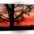 Sunrise Oak Tree Dawn Oldham County Kentucky A1 XLarge Canvas