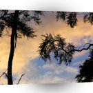 Sunset Barkbay A1 XLarge Canvas