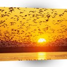 Sunset Canada Tule Lake Refuge California A1 XLarge Canvas