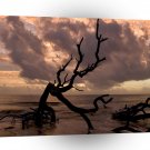 Sunset Driftwood Beach A1 XLarge Canvas