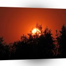 Sunset Fire Trees A1 XLarge Canvas